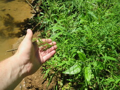 Paspalum repens