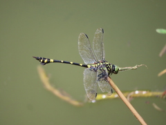 Ictinogomphus rapax
