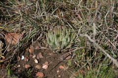 Crassula mesembryanthoides hispida