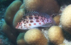 Cirrhitichthys oxycephalus