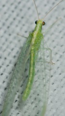 Chrysoperla plorabunda