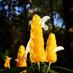 Pachystachys lutea