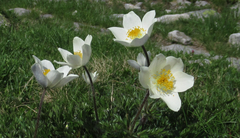 Pulsatilla