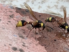 Delta unguiculatum
