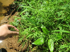 Paspalum repens