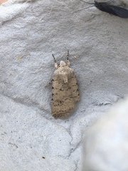 Caradrina montana