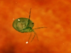 Hydrachnidia