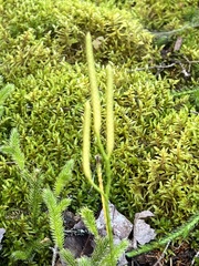 Lycopodium clavatum