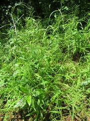 Paspalum repens
