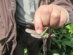 Locusta migratoria