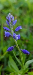 Polygala vulgaris