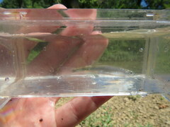 Notropis micropteryx