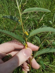 Chamaecrista nictitans