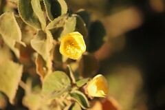 Abutilon leucopetalum