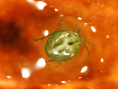 Hydrachnidia