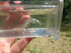 Notropis micropteryx