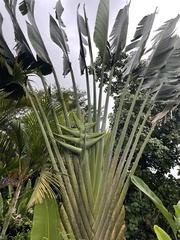 Ravenala madagascariensis