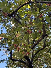 Malus