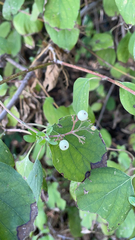 Cornus drummondii
