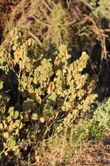 Abutilon leucopetalum