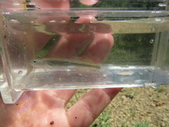 Notropis micropteryx