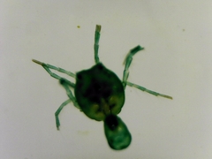 Hydrachnidia