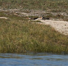 Rynchops flavirostris
