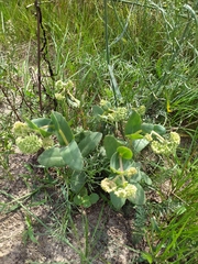 Hylotelephium maximum ruprechtii