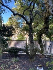 Malus