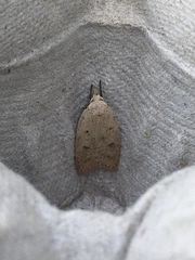 Machimia tentoriferella