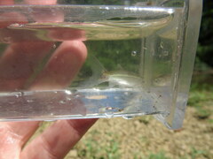 Notropis micropteryx