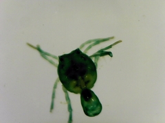 Hydrachnidia