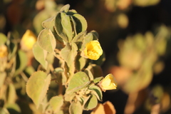 Abutilon leucopetalum