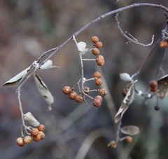 Ceroplastes