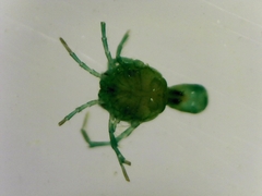 Hydrachnidia