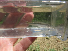 Notropis micropteryx