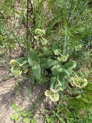 Hylotelephium maximum ruprechtii