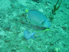 Acanthurus coeruleus