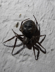 Larinioides ixobolus