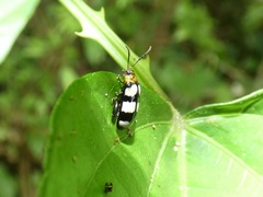Disonycha trifasciata