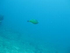 Cantherhines macrocerus