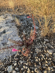 Penstemon richardsonii