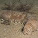 Ludwig's Sea Cucumber - Photo (c) David Muirhead, some rights reserved (CC BY-NC), uploaded by David Muirhead