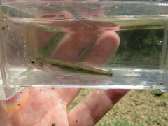 Notropis micropteryx