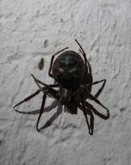 Larinioides ixobolus