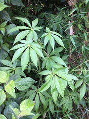 Cleome anomala