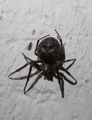 Larinioides ixobolus
