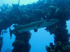 Sphyraena barracuda