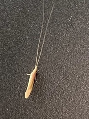 Oecetis