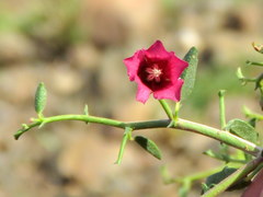 Hermannia spinosa